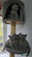 British Shorthair cats - Advert 8