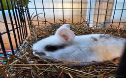 Dutch rabbits for sale: Rex X Dutch Bunnies  - Image 3