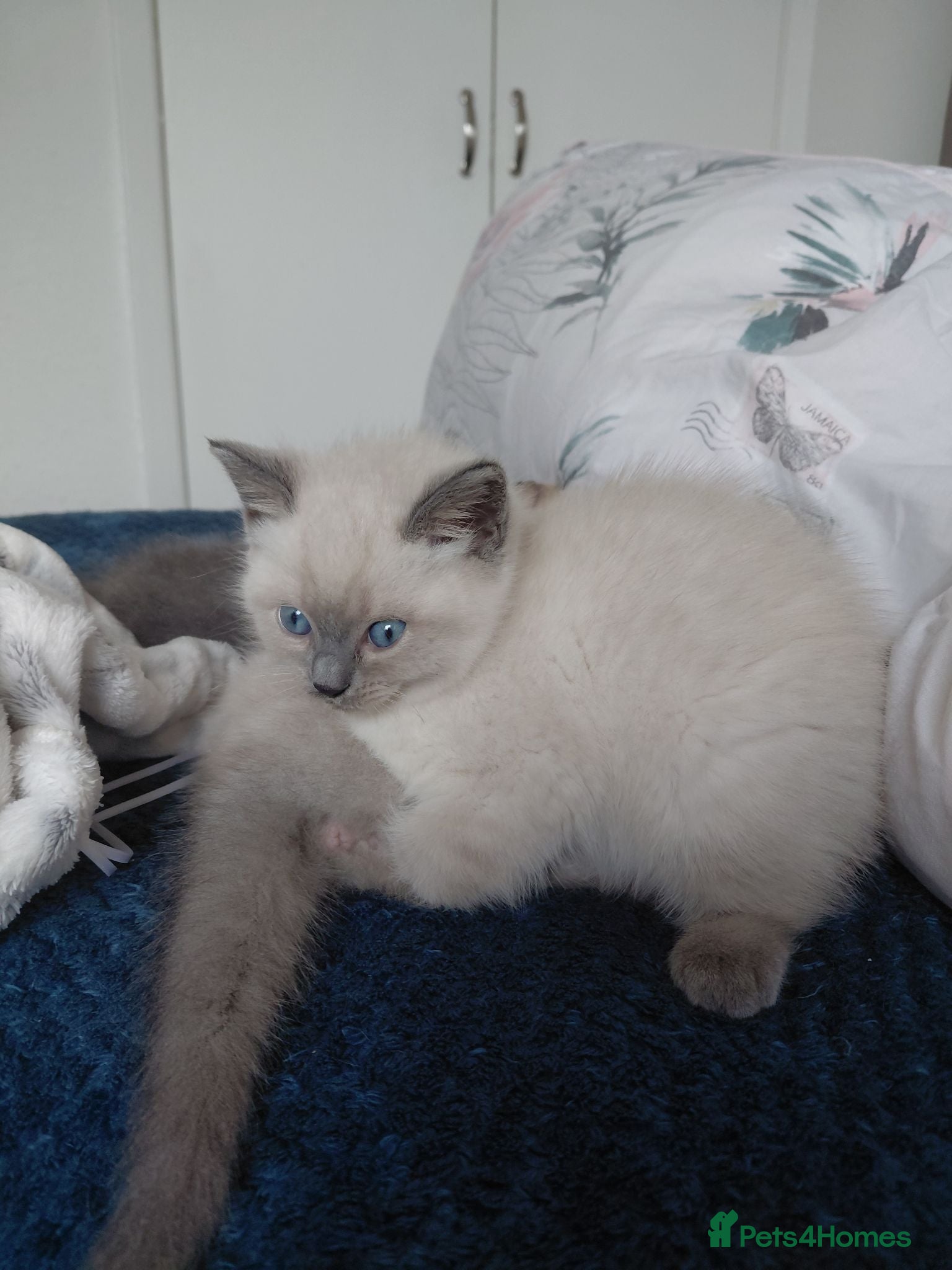 Mixed Breed cats Ragdoll mix kittens - Advert 6