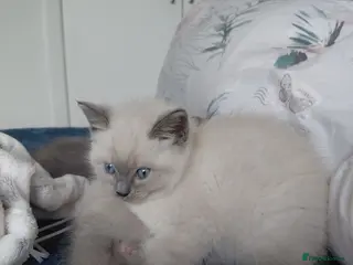 Mixed Breed cats Ragdoll mix kittens - Advert 2