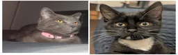 Mixed Breed cats for sale: Loving Bonded Pair of Cats For Sale - Male ,Female - Advert 6