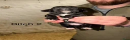 Cockerdor dogs for sale: ⭐ Exceptional Cockerdor Puppies ⭐ - Advert 12