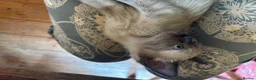 Tonkinese cats for sale: Exquisite Tonkdolls - Advert 16