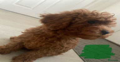 Cavapoo dogs - Advert 8