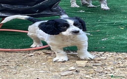 Cocker Spaniel dogs for sale: Working cocker spaniel  - Image 12