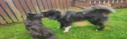 Caucasian Shepherd Dog dogs for sale: ***FERN RESCUE* 1 YR OLD CAUCASIAN SHEPARD in Glasgow - Advert 3