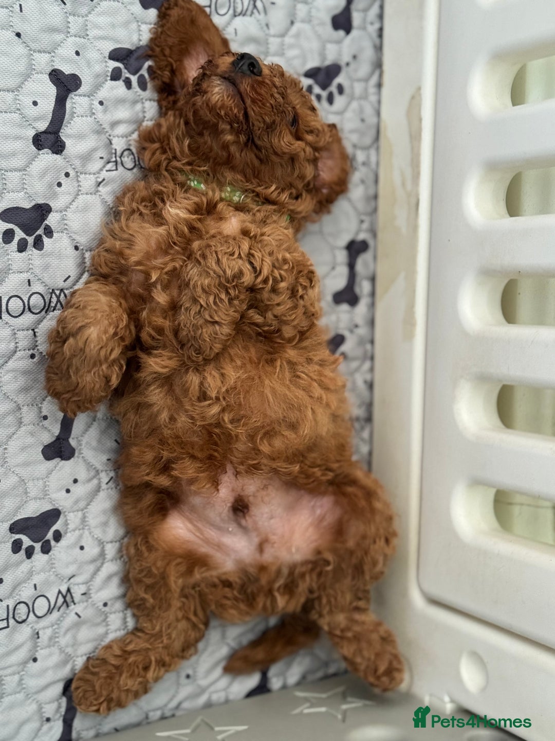 Miniature Poodle dogs for sale: Miniature poodle boy  - Image 4