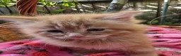 Mixed Breed cats for sale: Maine Coon X Fluffy Long Haired Kittens RESERVE    - Advert 9