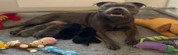 Staffordshire Bull Terrier dogs for sale: Beautiful Blue Family raised Staffys Puppies - Advert 5