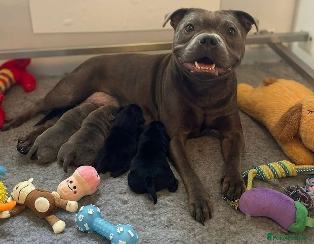 Staffordshire Bull Terrier dogs for sale: Beautiful Blue Family raised Staffys Puppies - Advert 5