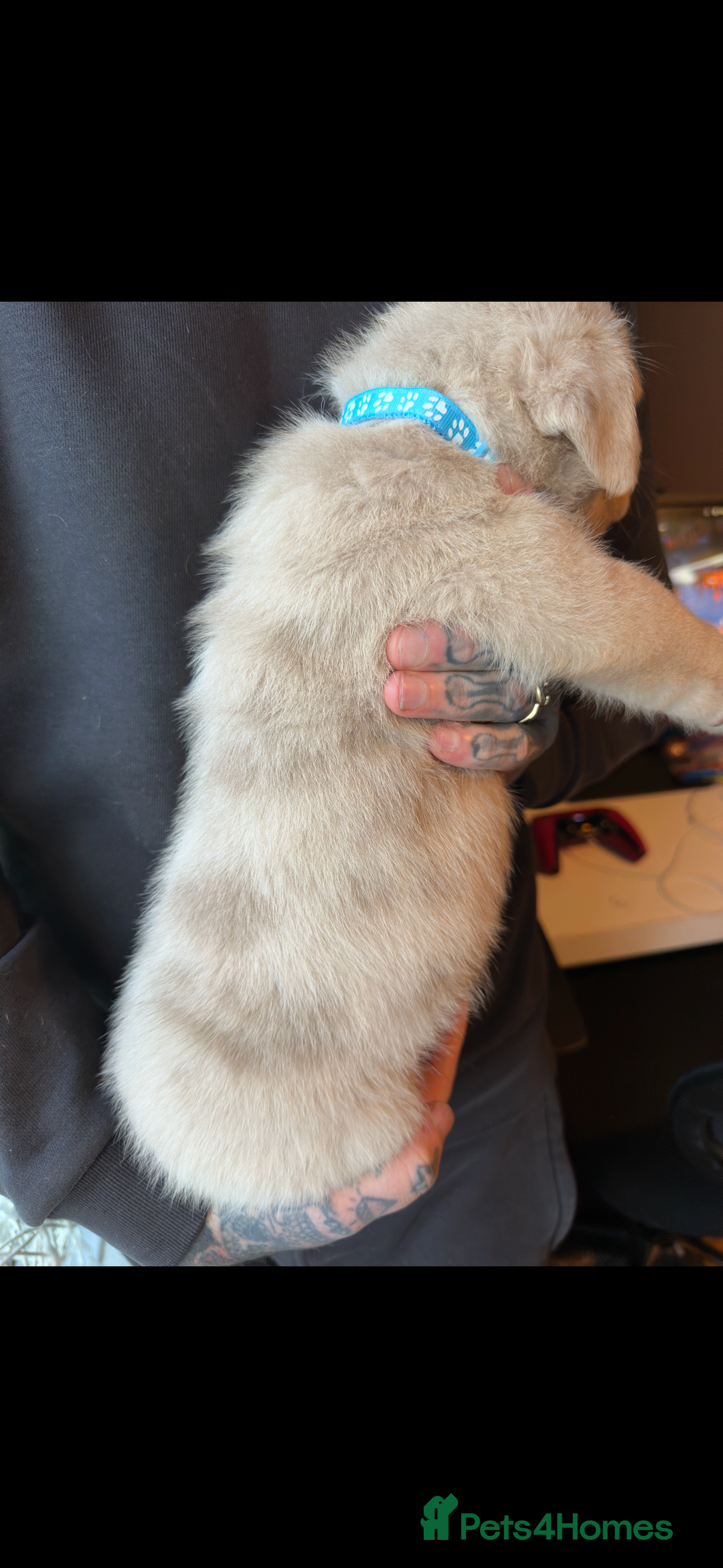 Mixed Breed dogs for sale: Presa X Neo puppies - Advert 3