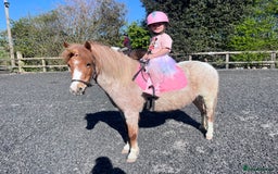 Welsh Section A horses for sale: Toni The Pony 10.3hh Mare 🦄 - Image 17