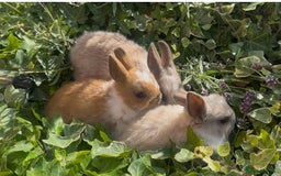 Netherland Dwarf rabbits for sale: SHOW QUALITY PURE BRED NETHERLAND DWARF - Image 11