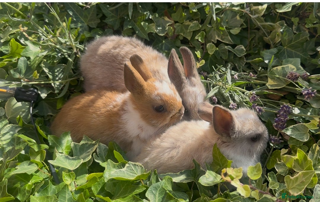 Netherland Dwarf rabbits for sale: SHOW QUALITY PURE BRED NETHERLAND DWARF - Image 11