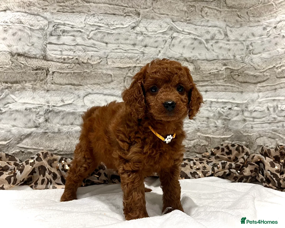 Cockapoo dogs for sale: 🌟Red F1BB Hypoallergenic DNA✅ Mini Show Cockapoos - Advert 7