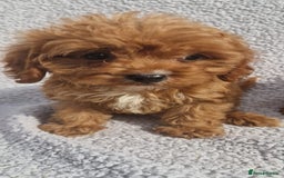 Cavapoo dogs for sale: Exquisite little cavapoos ready to go! - Image 4