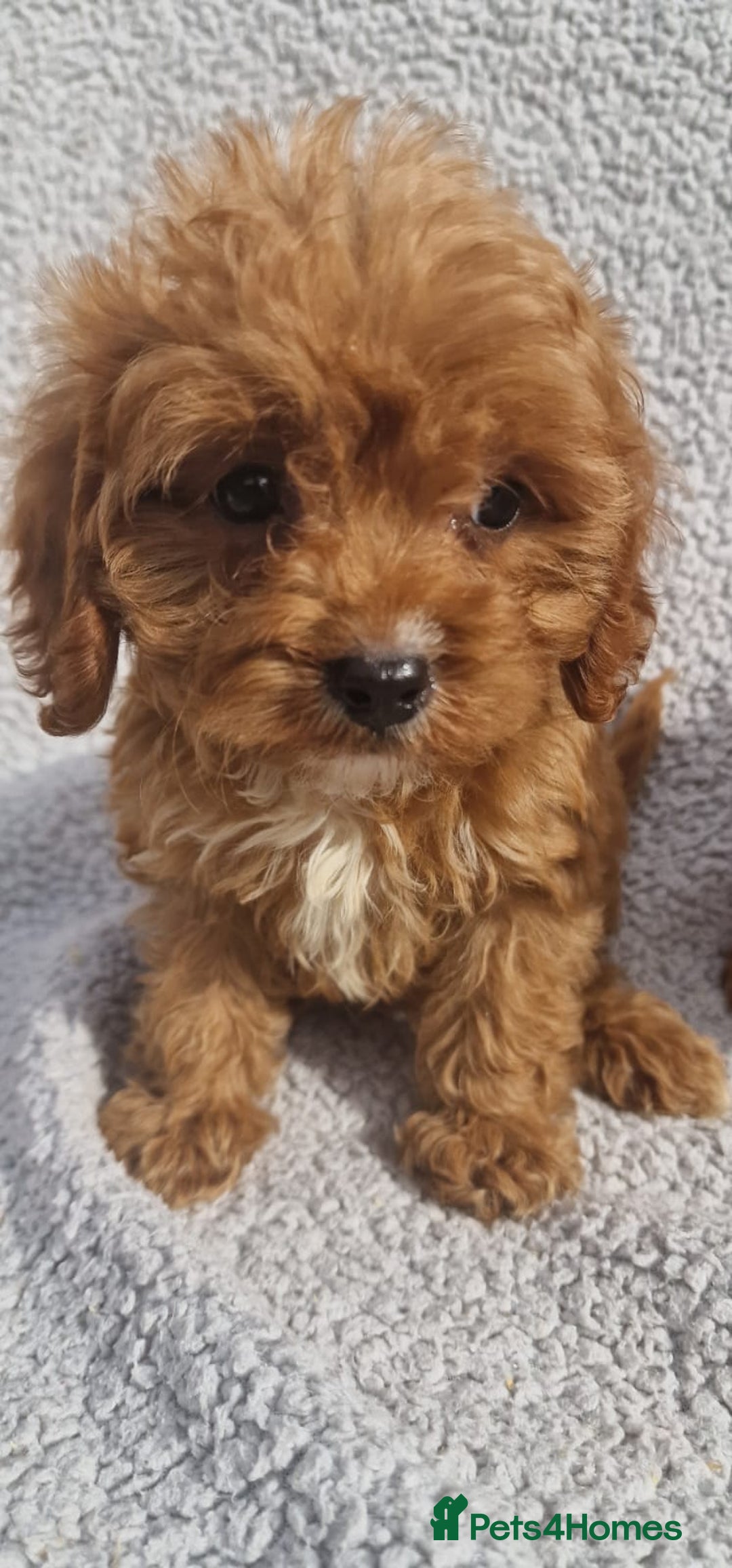 Cavapoo dogs for sale: Exquisite little cavapoos ready to go! - Image 4