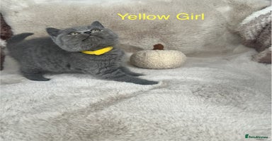 British Shorthair cats LAST TWO!!! Beautiful Pure bred British shorthair  - Advert 3