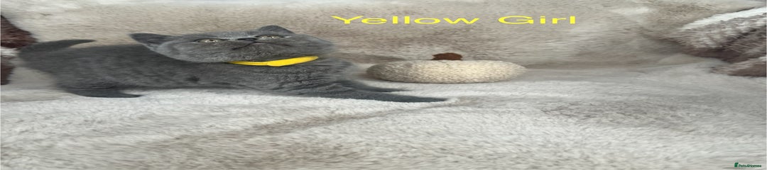 British Shorthair Kitten 4