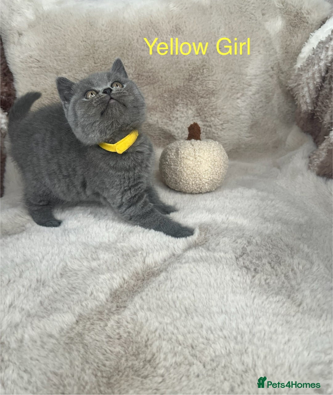 British Shorthair cats for sale: Beautiful Pure bred British shorthair kittens - Image 3