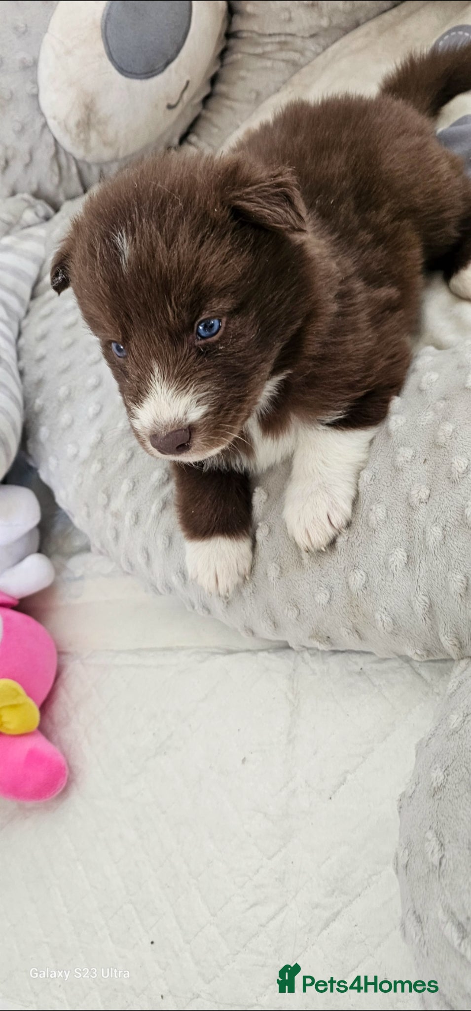 Siberian Husky dogs Beautiful Siberian Husky - Advert 2