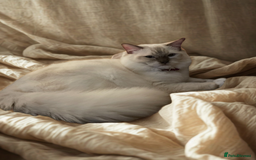 Ragdoll cats for sale: ❤️ Stunning Pure DNA Clear ✅ Ragdoll Kittens ❤️  - Image 8
