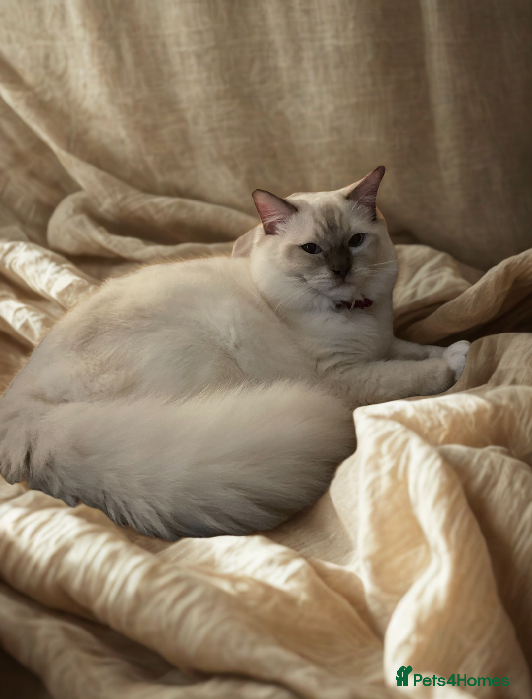 Ragdoll cats for sale: ❤️ Stunning Pure DNA Clear ✅ Ragdoll Kittens ❤️  - Image 8