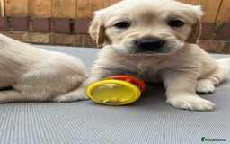 Golden Retriever dogs for sale: Beautiful KC Golden Retriever Babies  - Image 8