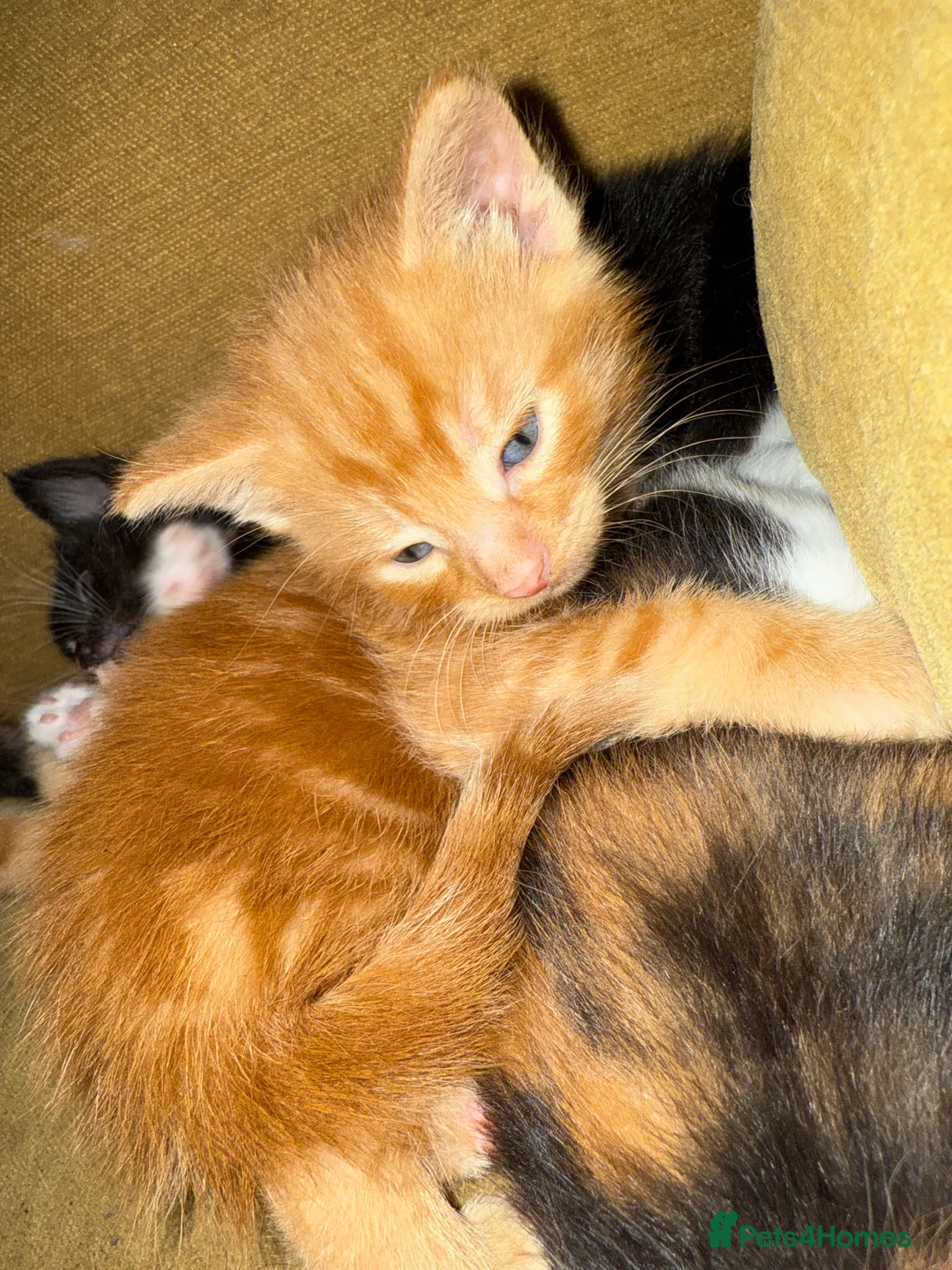 Mixed Breed cats for sale: Beautiful mixed coloured moggies  - Advert 3