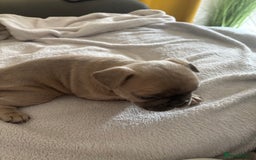 French Bulldog dogs for sale: Adorable French bulldog puppies for sale - Image 19
