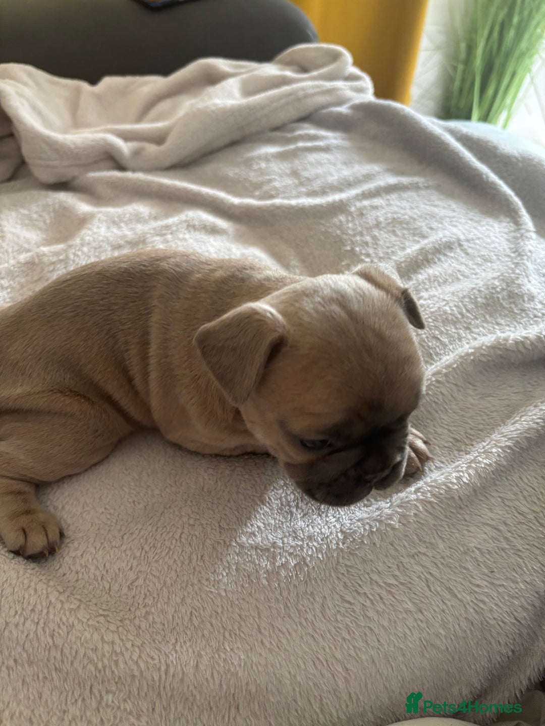 French Bulldog dogs for sale: Adorable French bulldog puppies for sale - Image 19