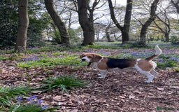 Bocker dogs for sale: Bocker Puppies for Sale - Image 17