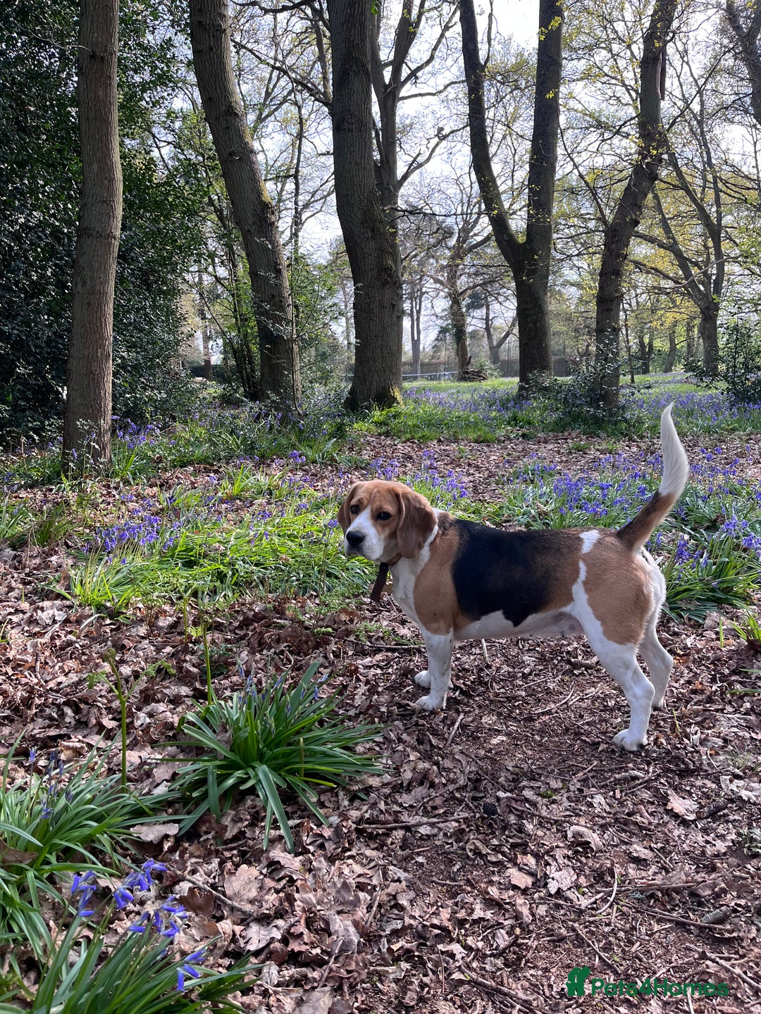 Bocker dogs for sale: Bocker Puppies for Sale - Image 17