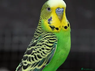 Budgerigars birds 2 budgies (1male&1female) - Advert 1