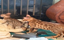 Bengal cats for sale: Registered bengal kittens - Image 1