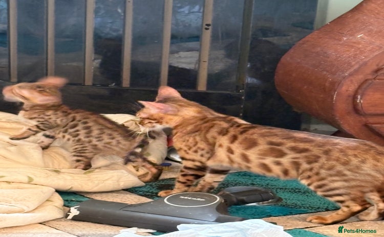 Bengal cats - Advert 1