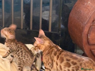 Bengal cats - Advert 16