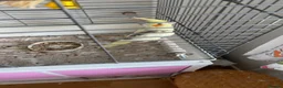 Cockatiels birds for sale: Cockatiel that needs rehoming  in Warrington - Advert 5