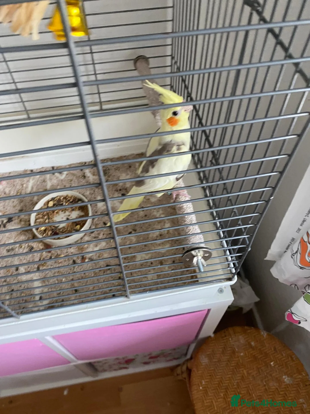 Cockatiels birds for sale: Cockatiel that needs rehoming  in Warrington - Advert 5