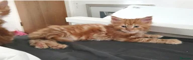 Maine Coon 3
