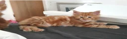 Maine Coon cats for sale: 🐾 Stunning Full Maine Coon Kittens 🐾 - Advert 7