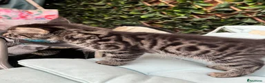 Marble Bengal Kitten 