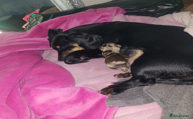 Dachshund dogs - Advert 13
