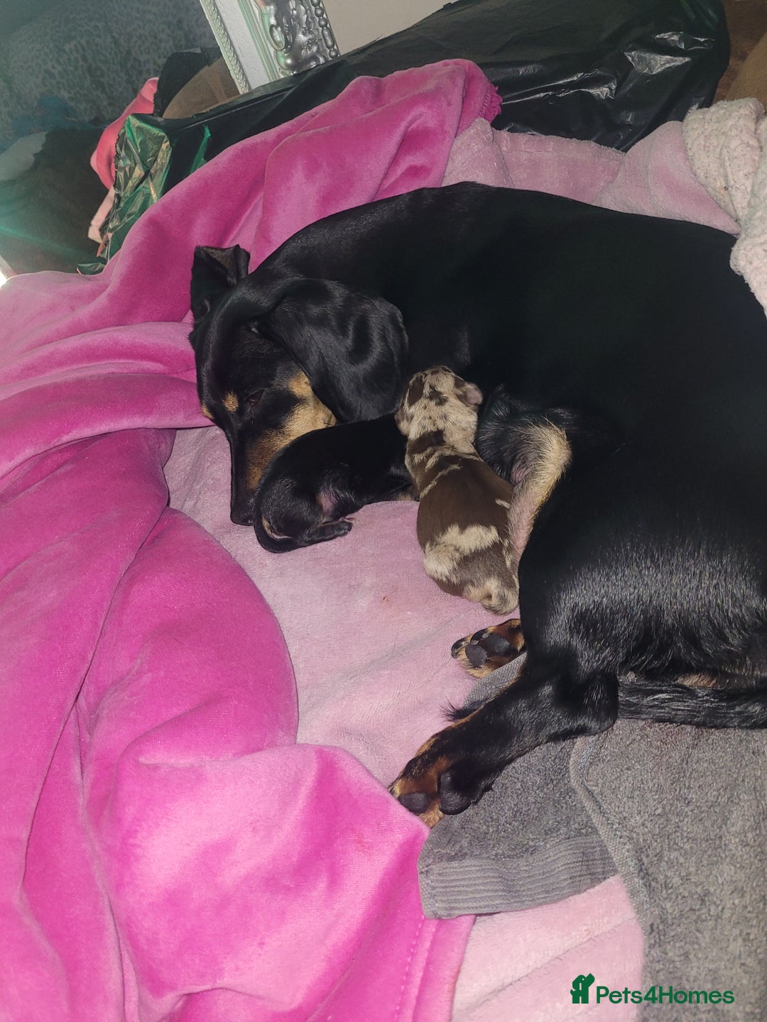 Dachshund dogs for sale: BROWN DAPPLE GIRL  - Image 4
