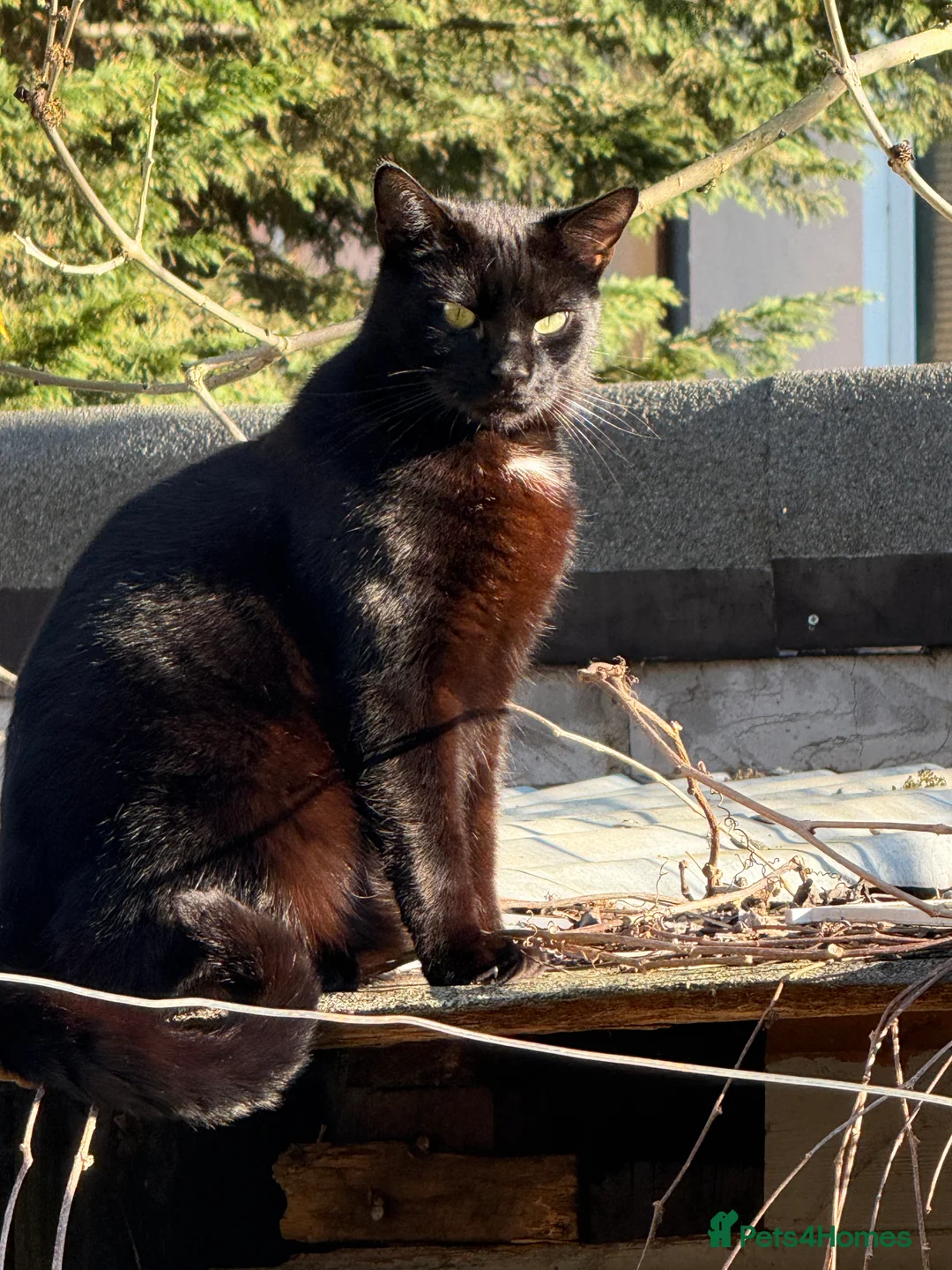 Bombay cats for sale: Sweet Cat Looking for His Forever Home - Advert 6