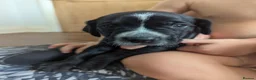 Mixed Breed dogs for sale: Only 2 Beautiful male Cockermatians left!!!! - Advert 3