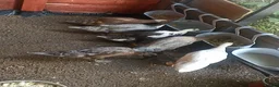 Mixed Breed livestock for sale: Indian Runner ducks  - Advert 11