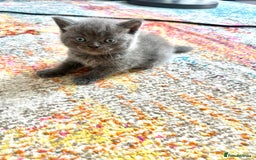 British Shorthair cats for sale: British short hair  - Image 6