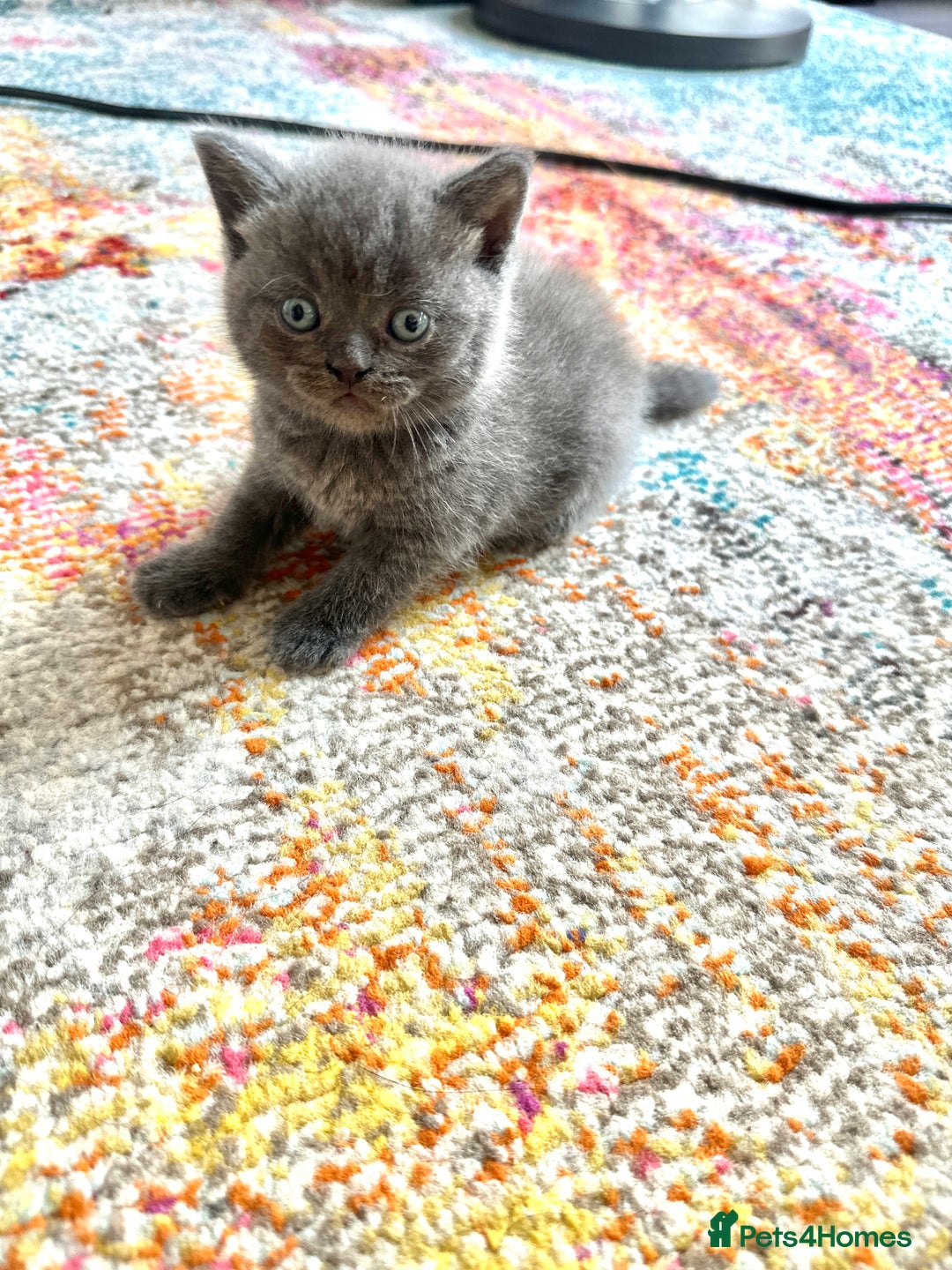 British Shorthair cats for sale: British short hair  - Image 6