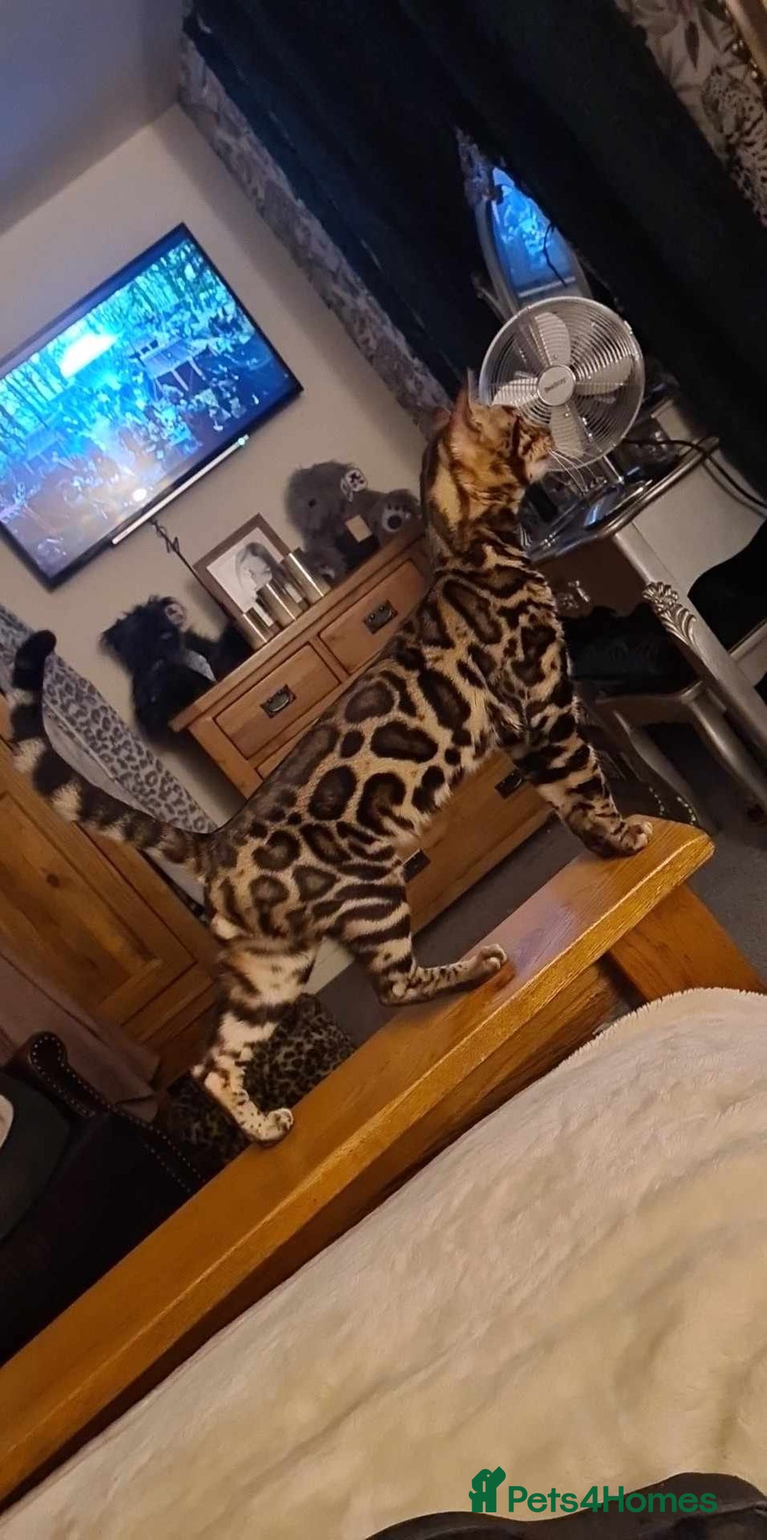Bengal cats for sale: 2  Tica Pedigree Male Bengals. - Image 5